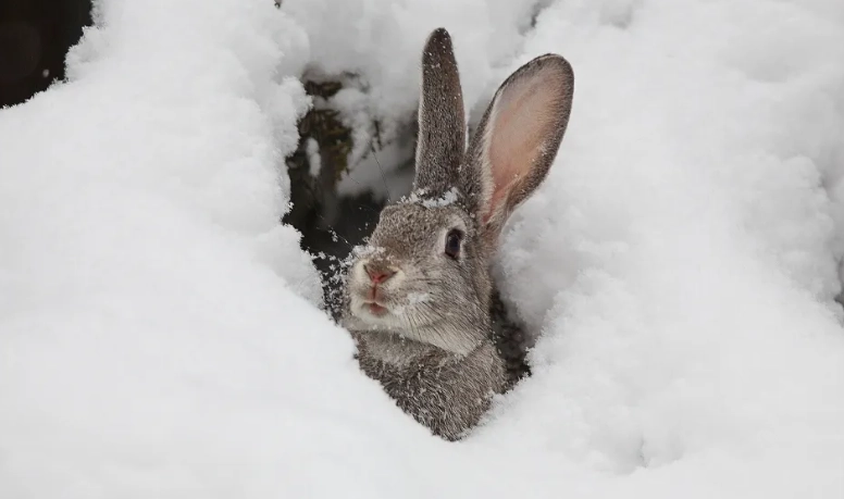 winter rabbit care