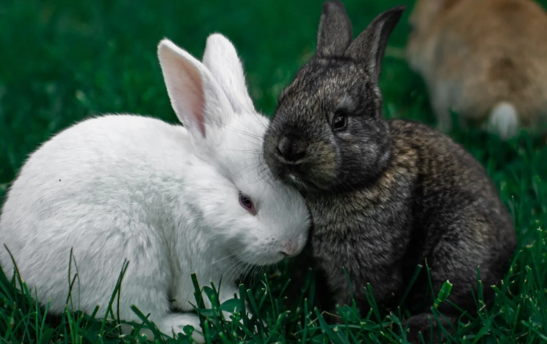 are bunnies and rabbits the same