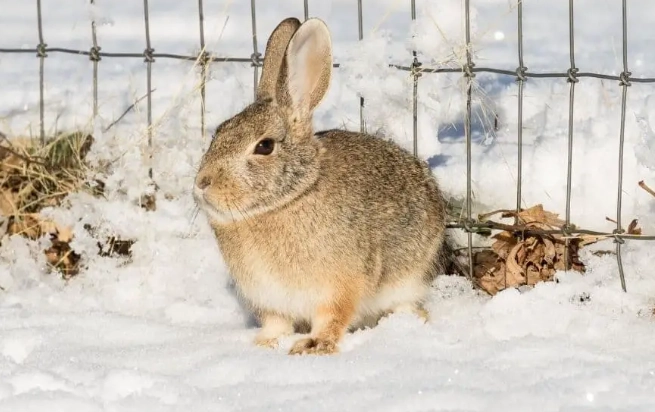 rabbits in winter