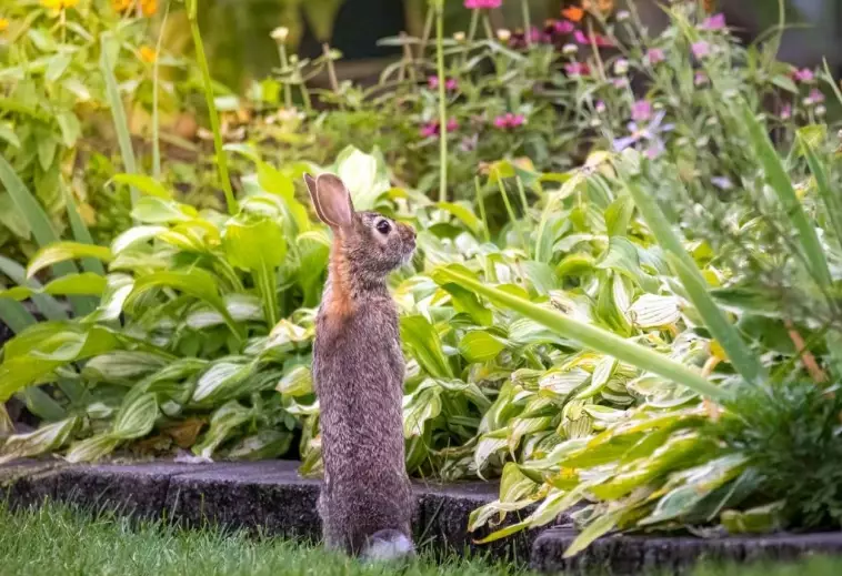 rabbit proof garden