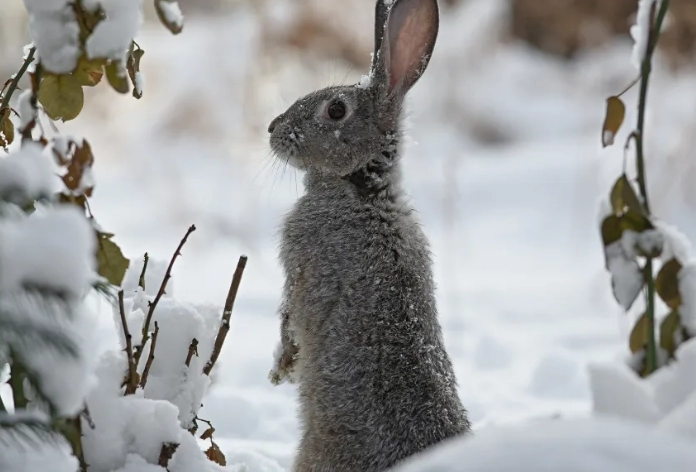 rabbits in winter