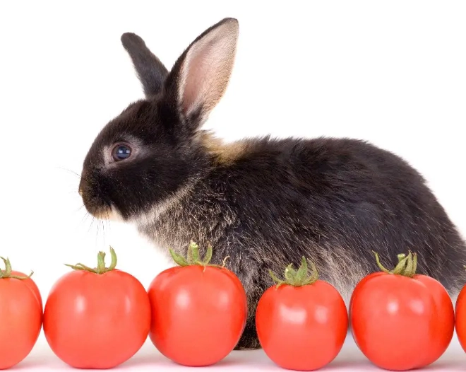 rabbits eat tomatoes rabbits eat tomatoes