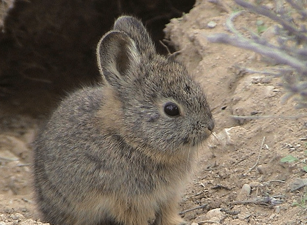 pygmy rabbit care