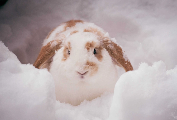 rabbits in winter