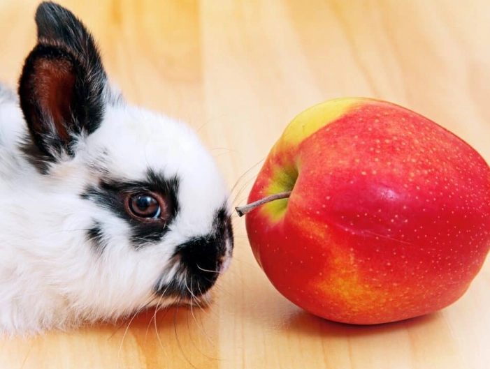 feeding apples to rabbits