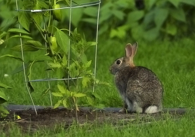 deter rabbits from garden