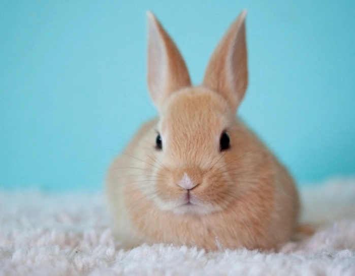 are bunnies and rabbits the same