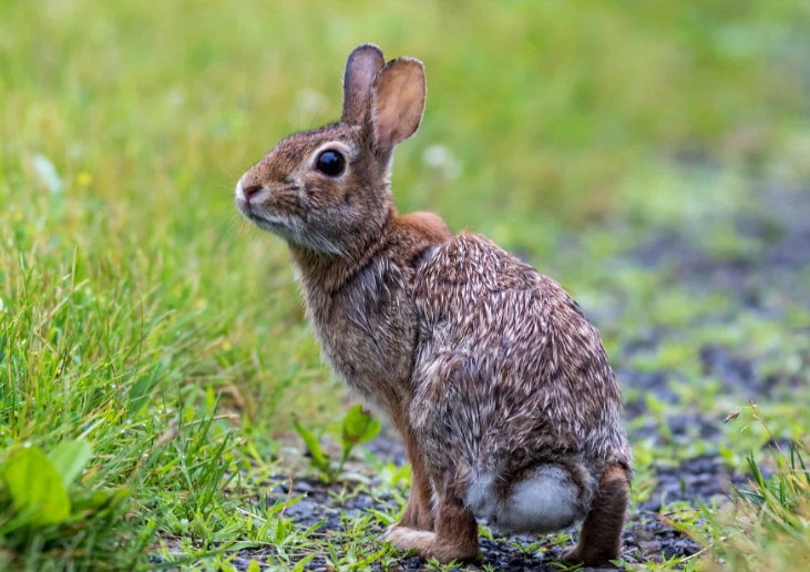 rabbit pregnancy signs