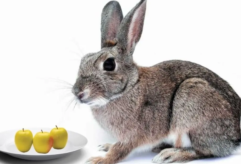 rabbits eat apples