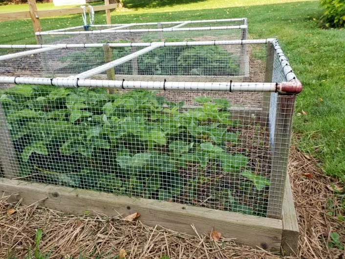 rabbit proof garden