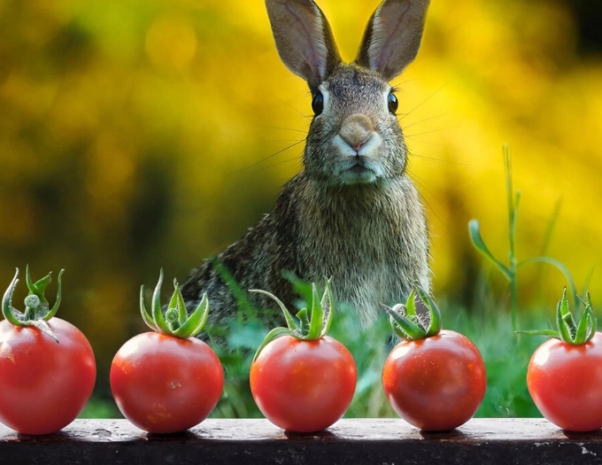tomatoes for rabbits tomatoes for rabbits