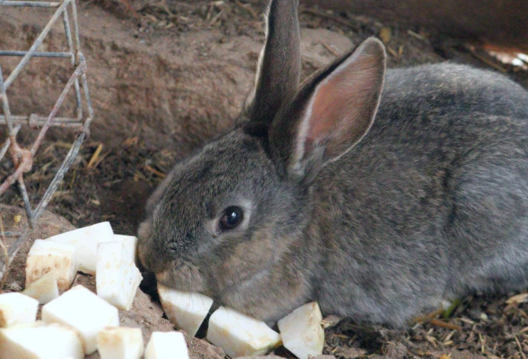rabbit pregnancy signs