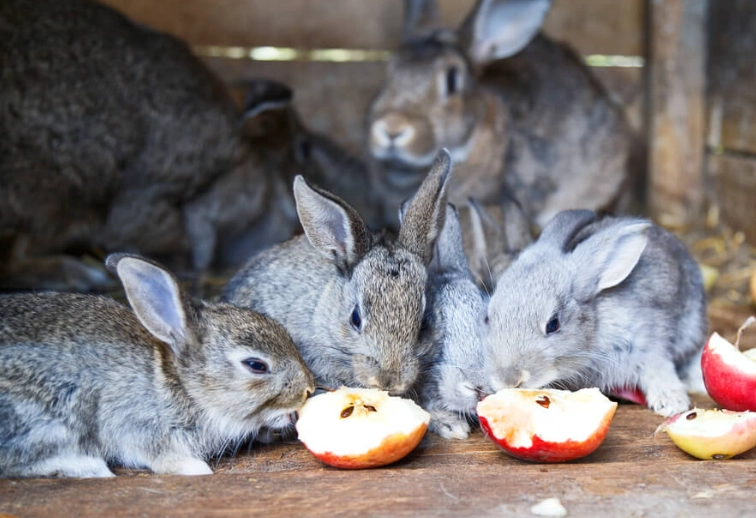 rabbits eat apples