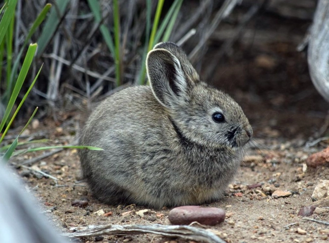 pygmy rabbit care