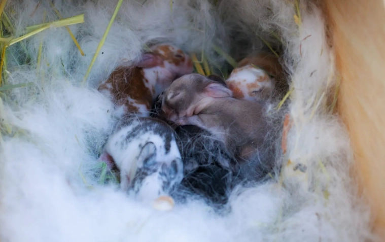 how long are rabbits pregnant