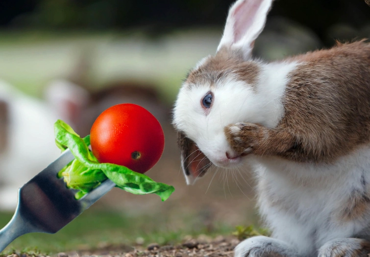 tomatoes for rabbits tomatoes for rabbits