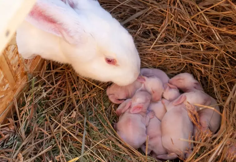how to check if rabbit is pregnant