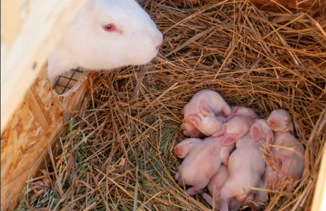 rabbit pregnancy signs