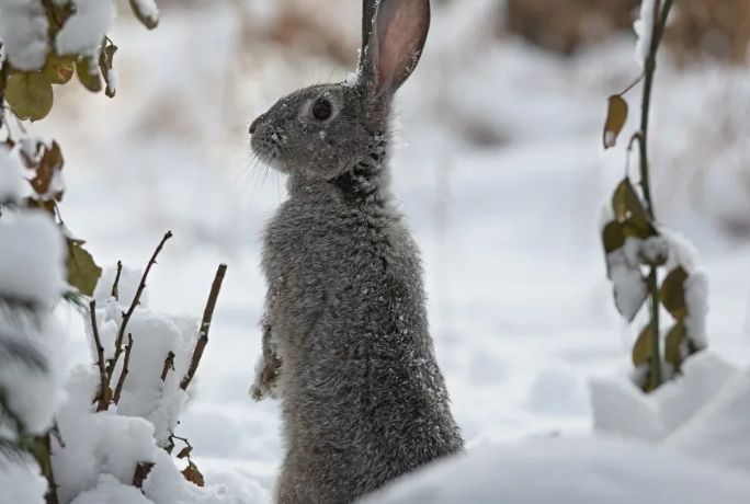 rabbit hibernation
