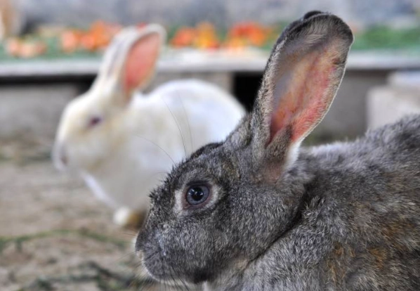 rabbit reproduction cycle