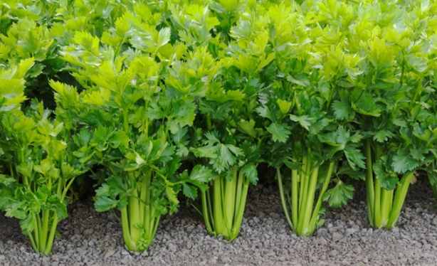 can rabbits eat celery