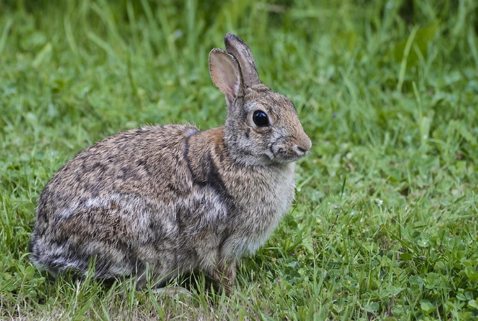 eastern cottontail rabbit