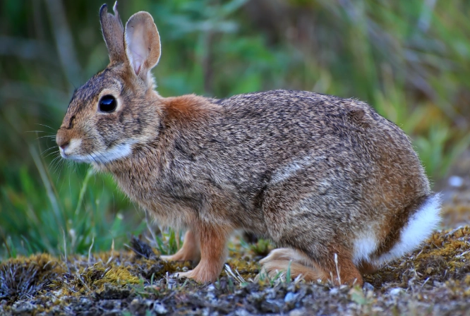 cotton tails rabbit breed
