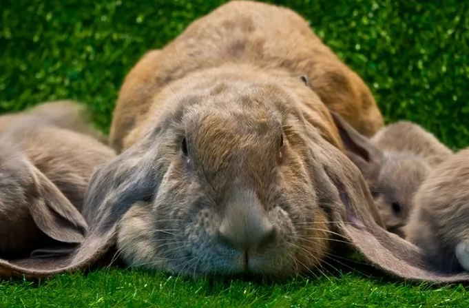 lop rabbit breed