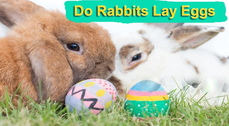 jack rabbit reproduction