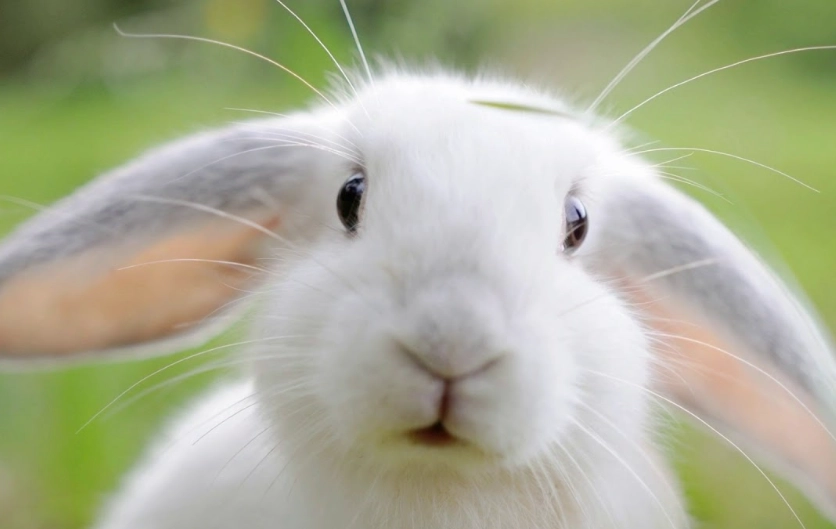 rabbit noises meaning