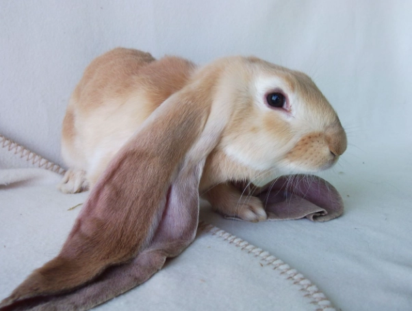 lop rabbit breed