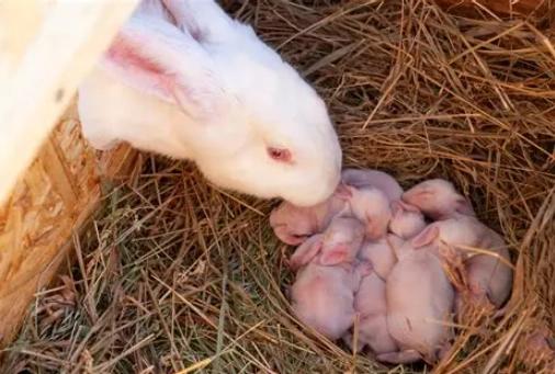 rabbit gestation period