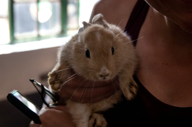 rabbit grooming rabbit grooming