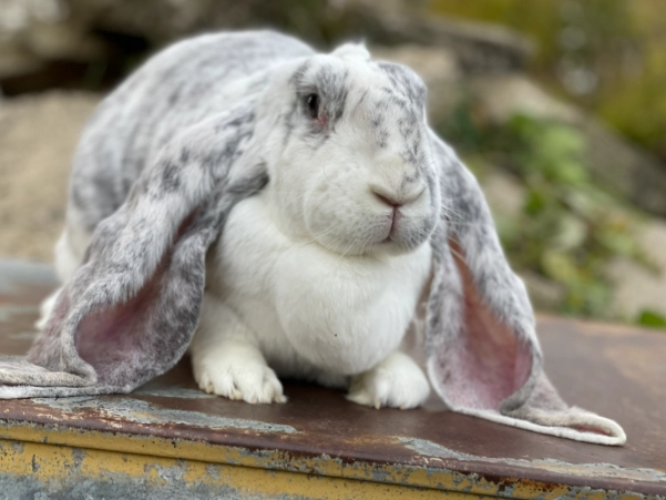 english lop rabbit care