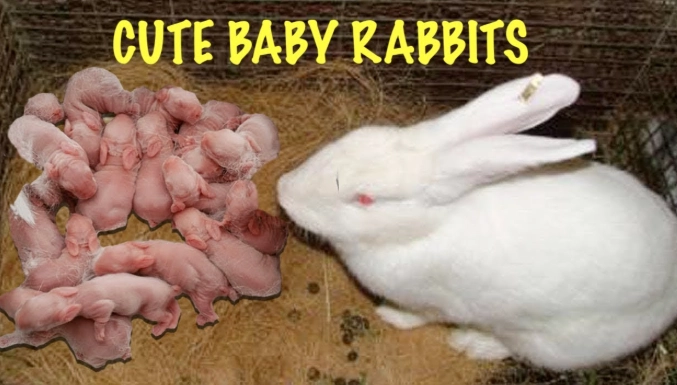 rabbit gestation period