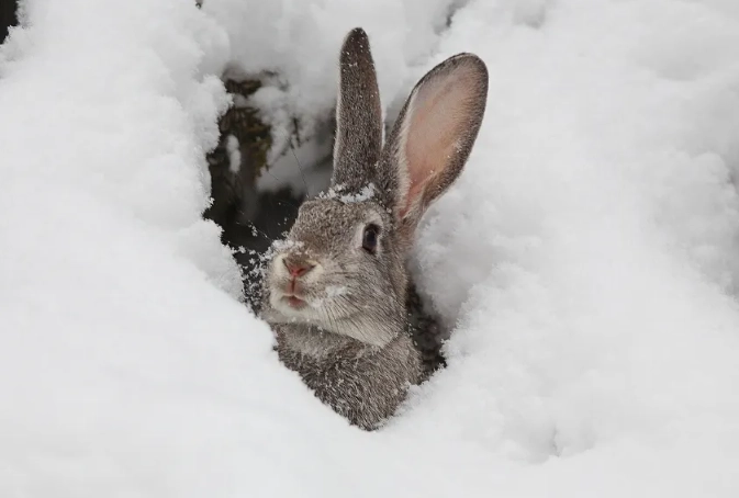 does a rabbit hibernate