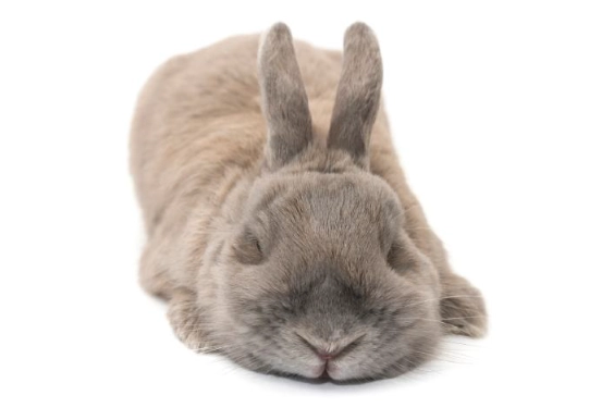 do rabbits sleep at night do rabbits sleep at night