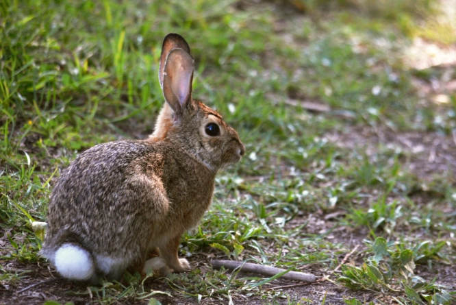 how to care for a cotton tails rabbit
