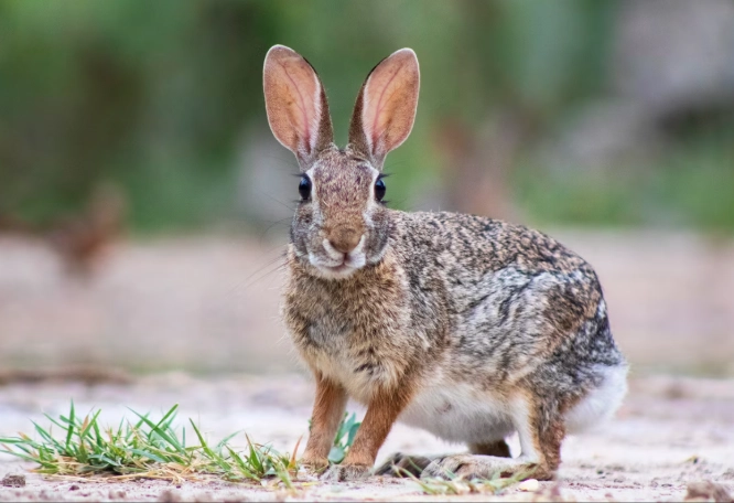 cotton tails rabbit care