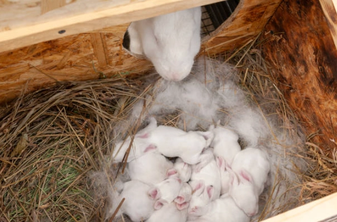 how long are rabbits pregnant