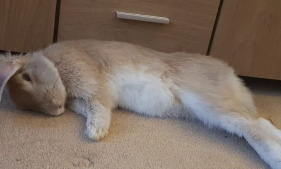 rabbit sleep habits rabbit sleep habits