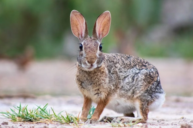 eastern cottontail rabbit