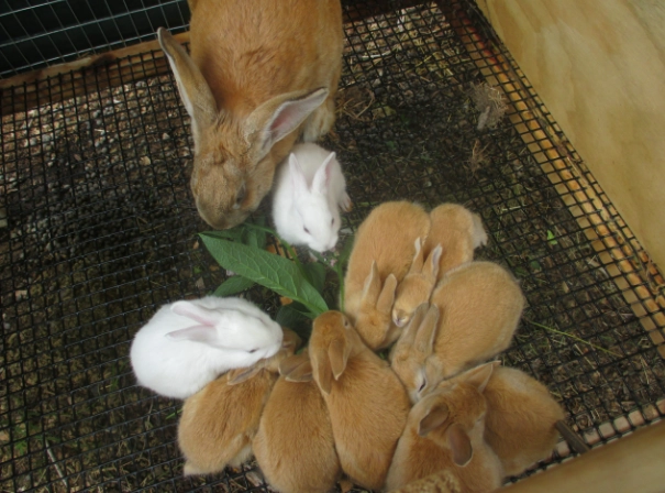 how long are rabbits pregnant