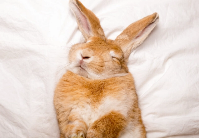 do rabbits sleep at night do rabbits sleep at night
