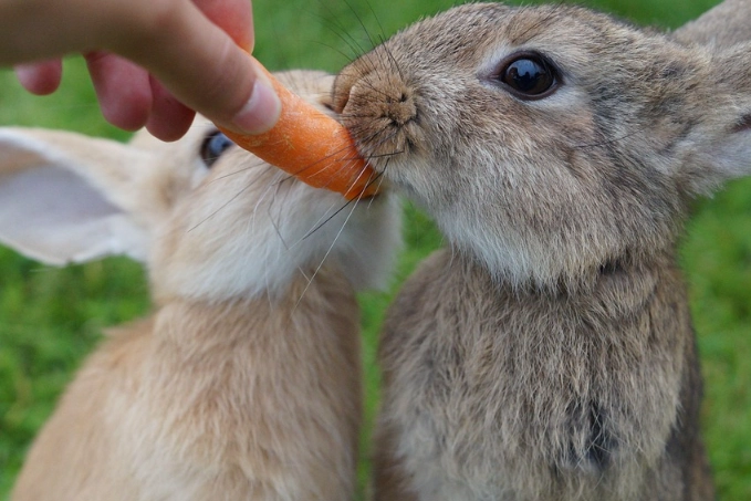 rabbit diet