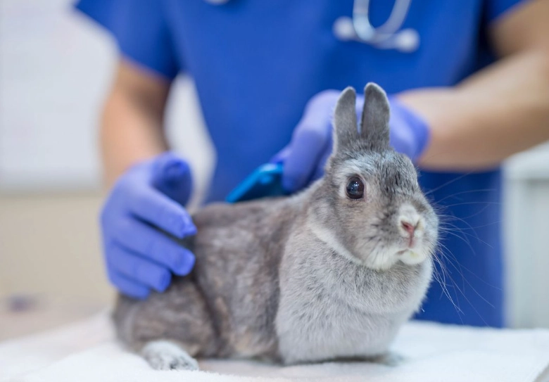 rabbit vaccinations