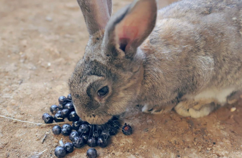 rabbit pregnancy signs