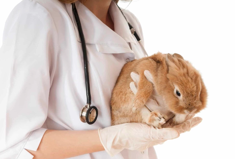 rabbit vaccinations
