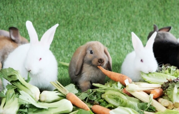 do rabbits eat carrots