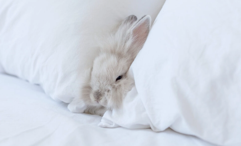 rabbit sleeping positions rabbit sleeping positions